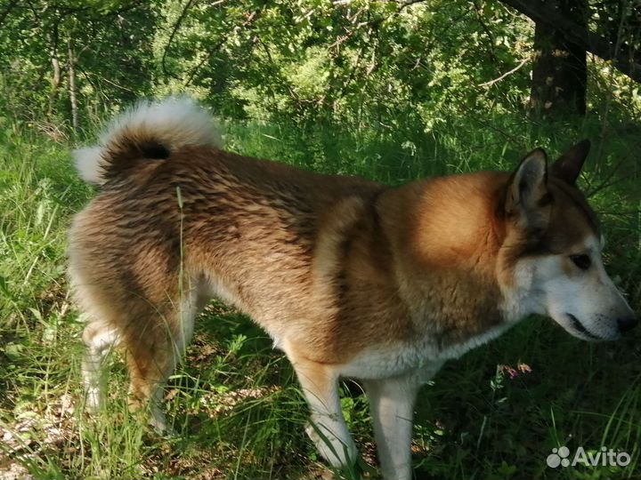 Вязка лайка