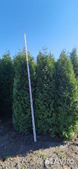 Туя колумна 3м