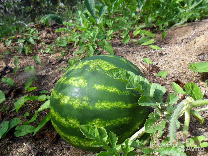 Конский навоз