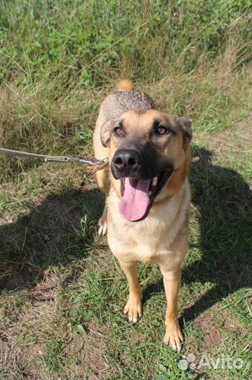 Спасите собаку из приюта