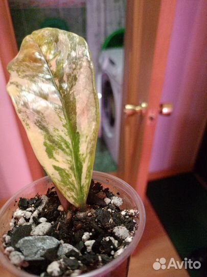 Домашние растения