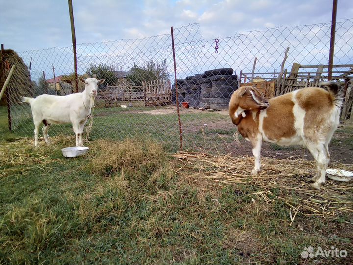 Корова и козы