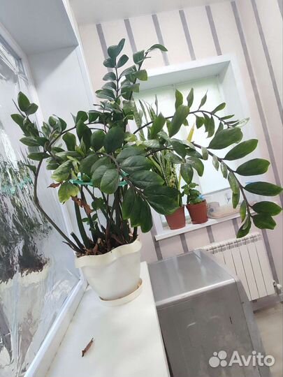 Замиокулькас