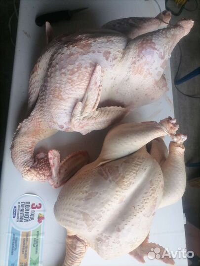 Продам индюков