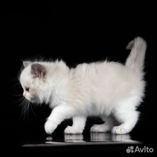 Котята рэгдолл