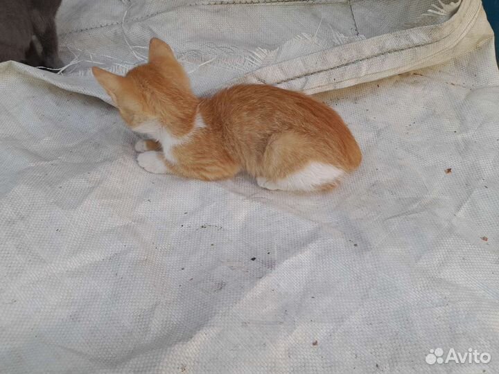 Котята в добрые руки