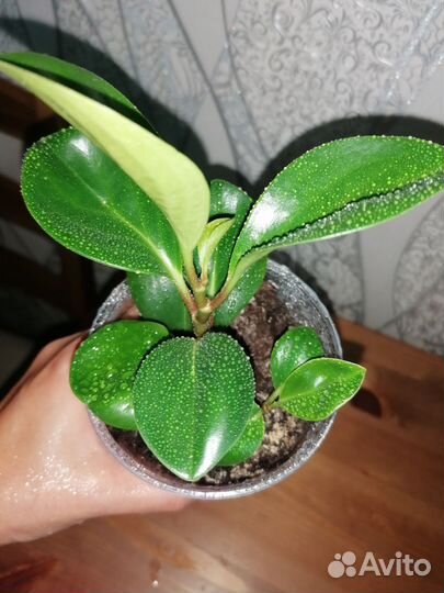 Пеперомия туполистная