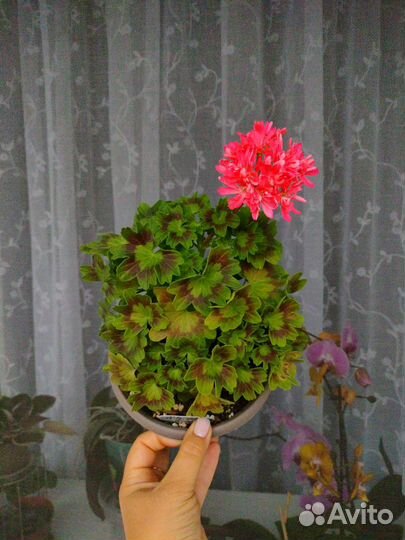Пеларгония герань сортовая