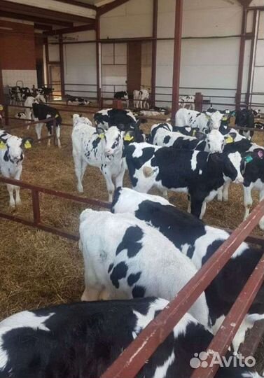 Телята бычки