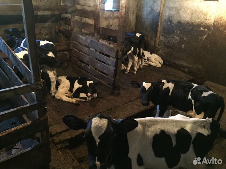 Телята бычки