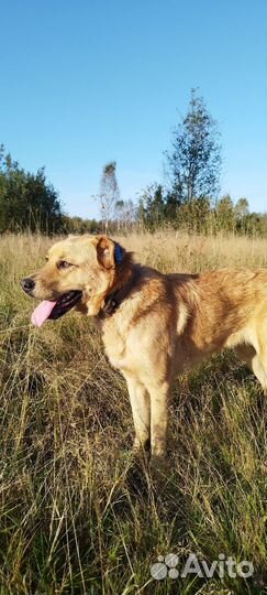 Собака в добрые руки