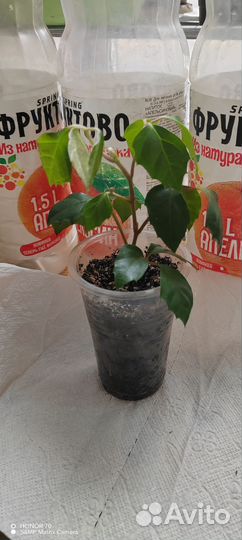 Комнатные цветы
