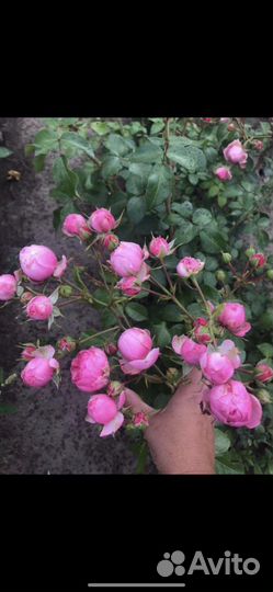 Кустовые розы оптом