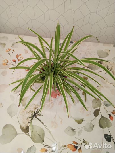 Хлорофитум