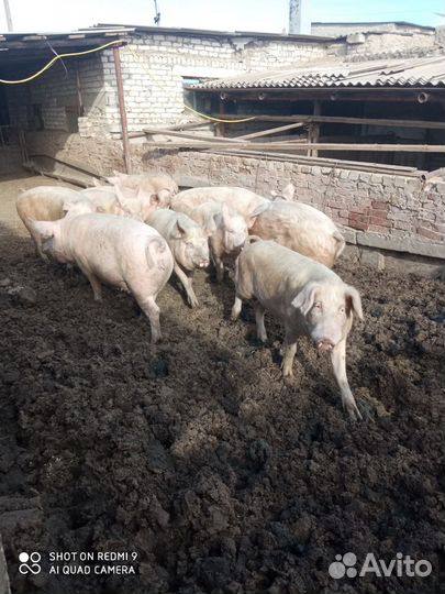 Поросенок ландрас