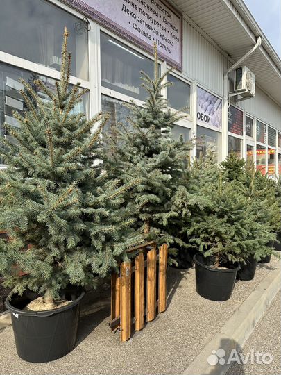 Ель голубая