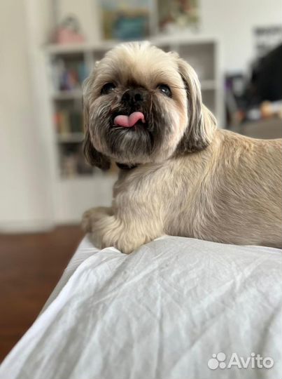 Передержка собак мелких и средних пород