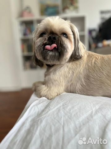 Передержка собак мелких и средних пород