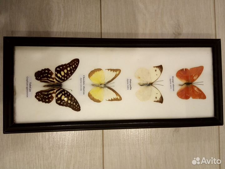 Гербарий картина бабочки