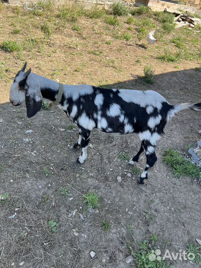 Чистопородные англо нубийские козлик и козочка