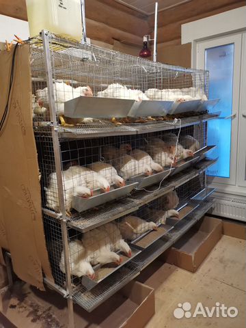 Клетка для кур до 72 голов 3-х ярусная на каркасе