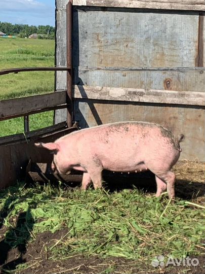 Свинья ландрас