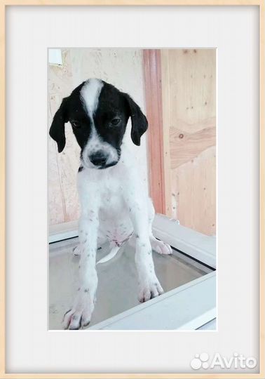 Вислоушка ) в добрые руки