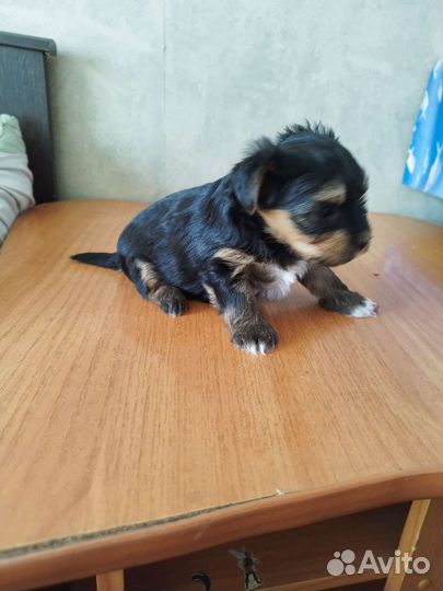 Йоркширские терьеры. Доставка из Челябинска