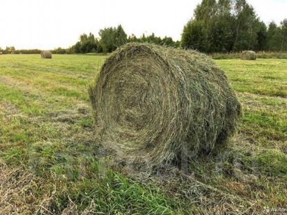 Сено в рулонах разнотравье, Урульга