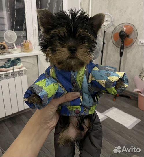 Комбинезон, дублёнка, обувь для маленькой собаки