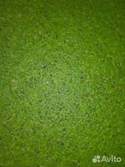 Ряска живая для аквариума 50см²