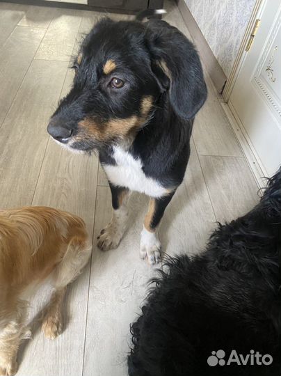 Собака в добрые руки