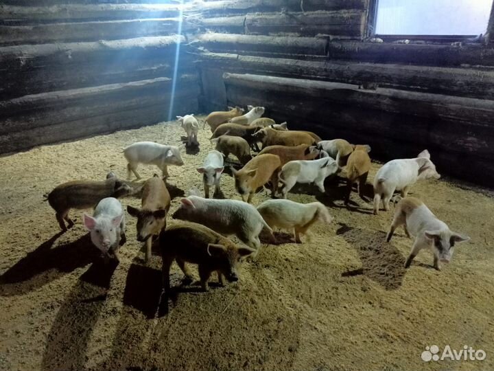 Поросята