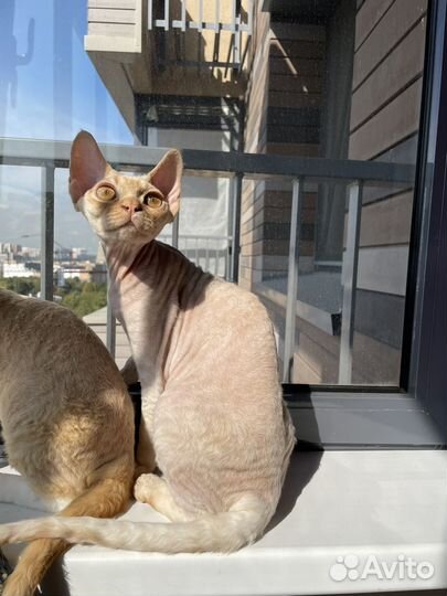 Котик девон рекс Йорик