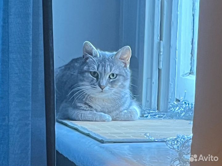 Отдаю котенка в добрые руки