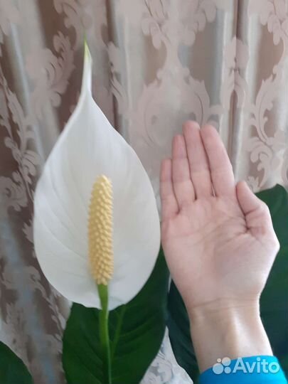 Спатифиллум