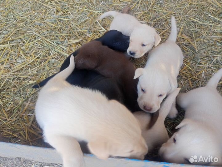 Щенки лабрадора