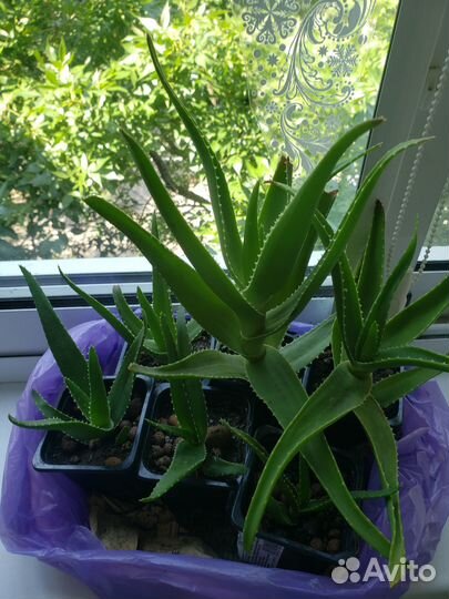 Алоэ цветущий