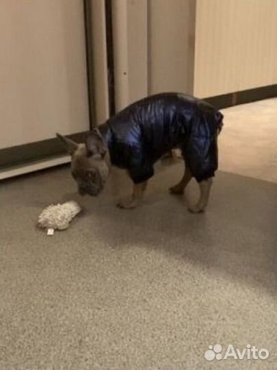 Комбинезон для собак мелких пород