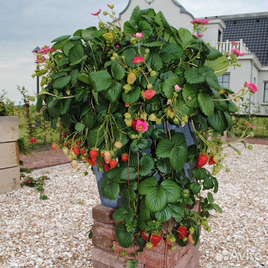 Рассада земляники ремонтантная