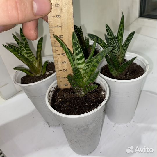 Алоэ пестрое (тигровое)