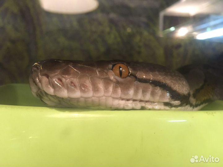 Уход за террариумами/Аквариумами