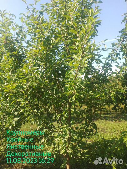 Крупномеры яблони 5-6 лет