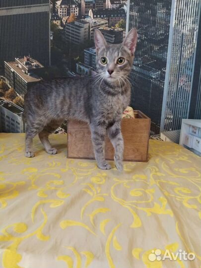 Молодая кошечка в добрые руки