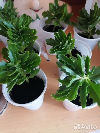 Каланхоэ цветущий