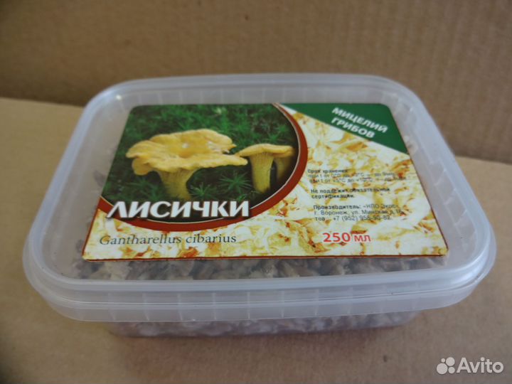 Мицелий грибов