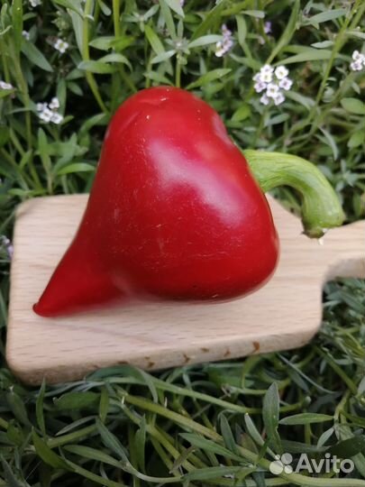 Семена перца Леся