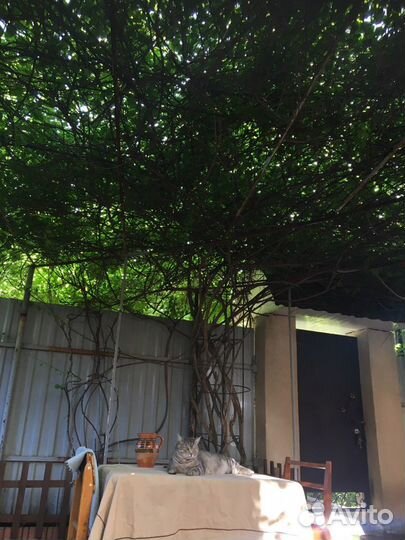 Цветы уличные