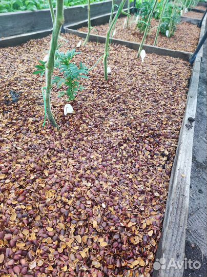 Скорлупа кедрового ореха (мульча)