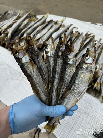 Оптом Вяленая корюшка